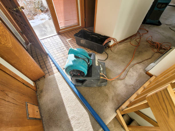 Best Mold removal after water damage  in Bogata, TX